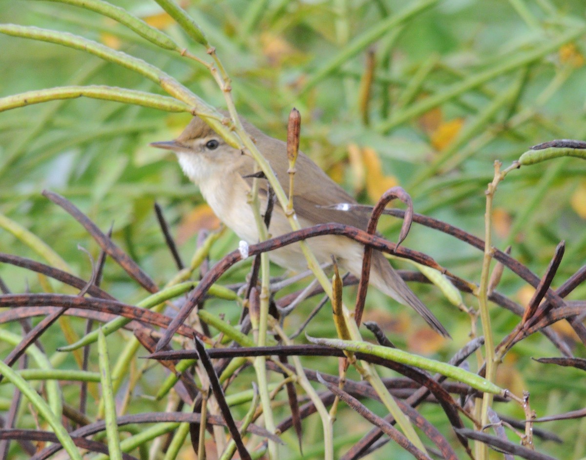 ヤブヨシキリ - ML645825214