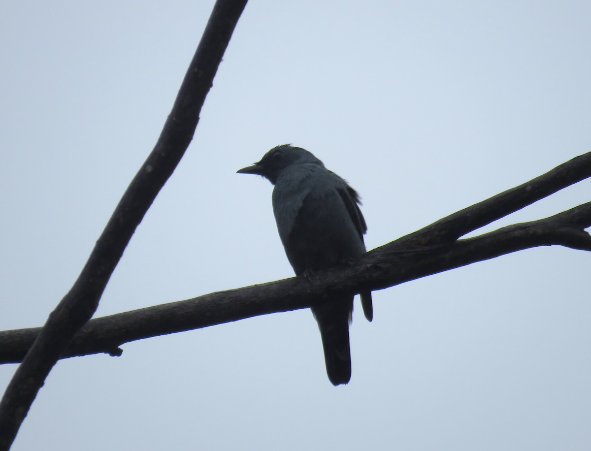 サフルセミサンショウクイ - ML645825216