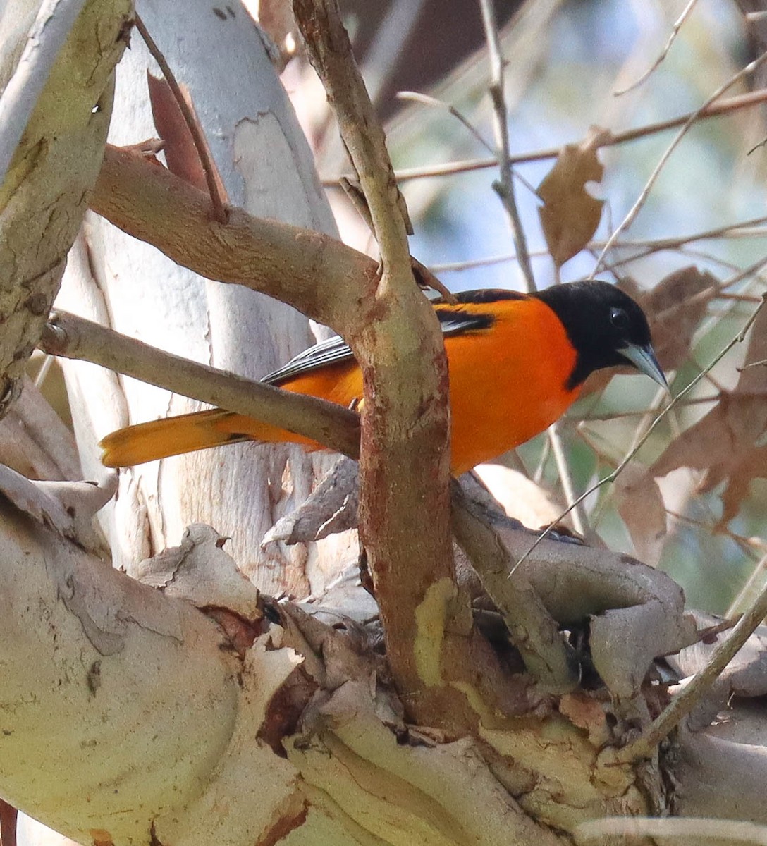 Балтиморский трупиал - ML645825217