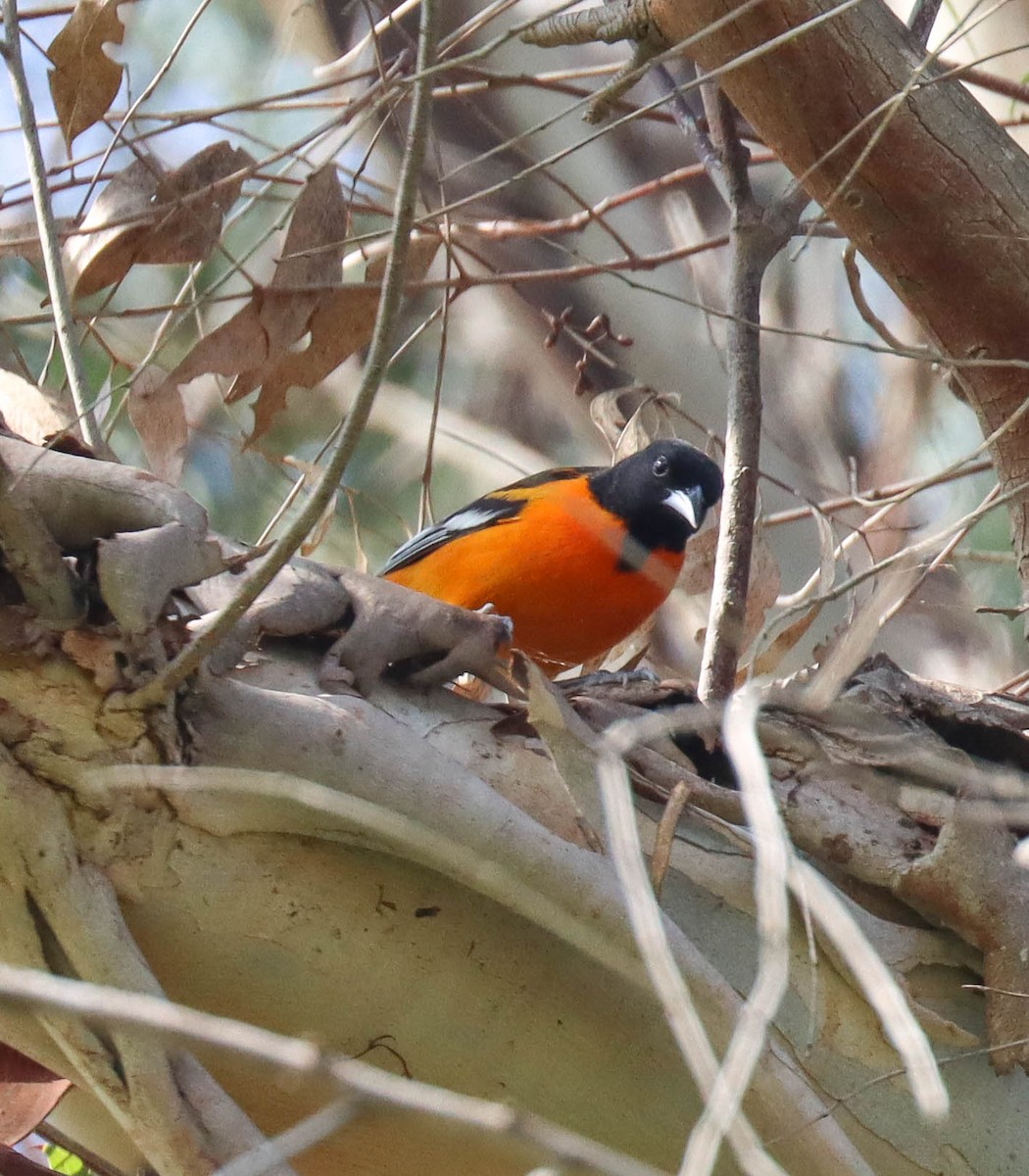 Балтиморский трупиал - ML645825218