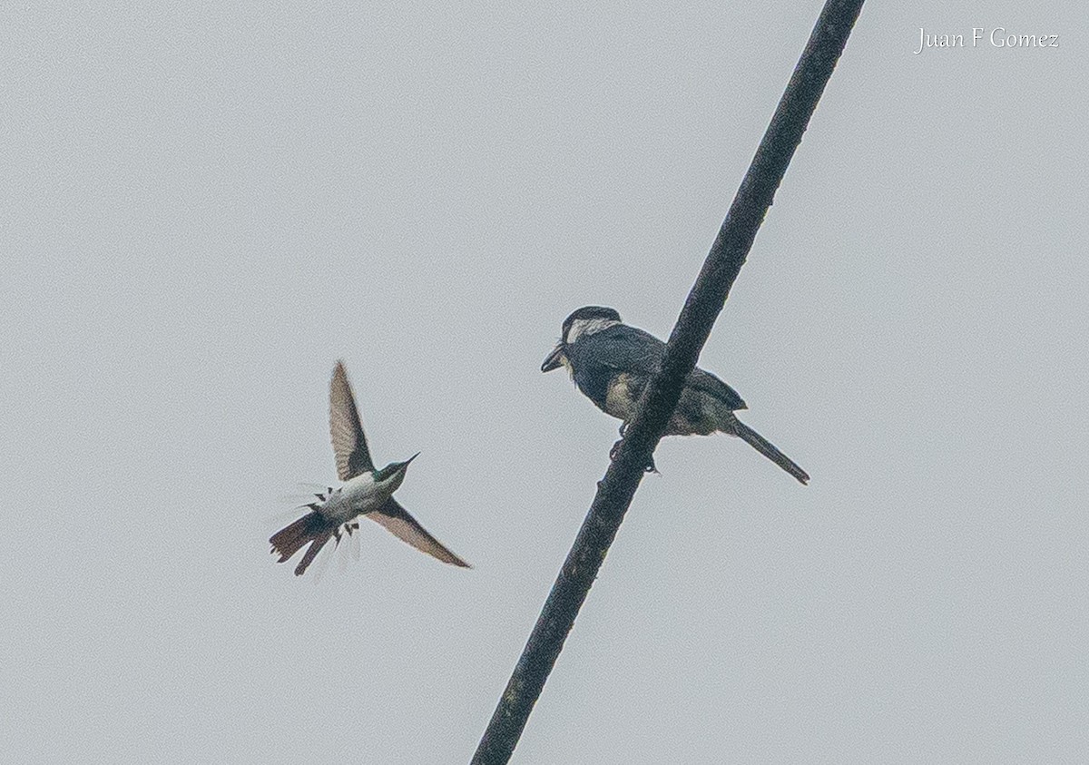 ムナグロオオガシラ - ML645825220