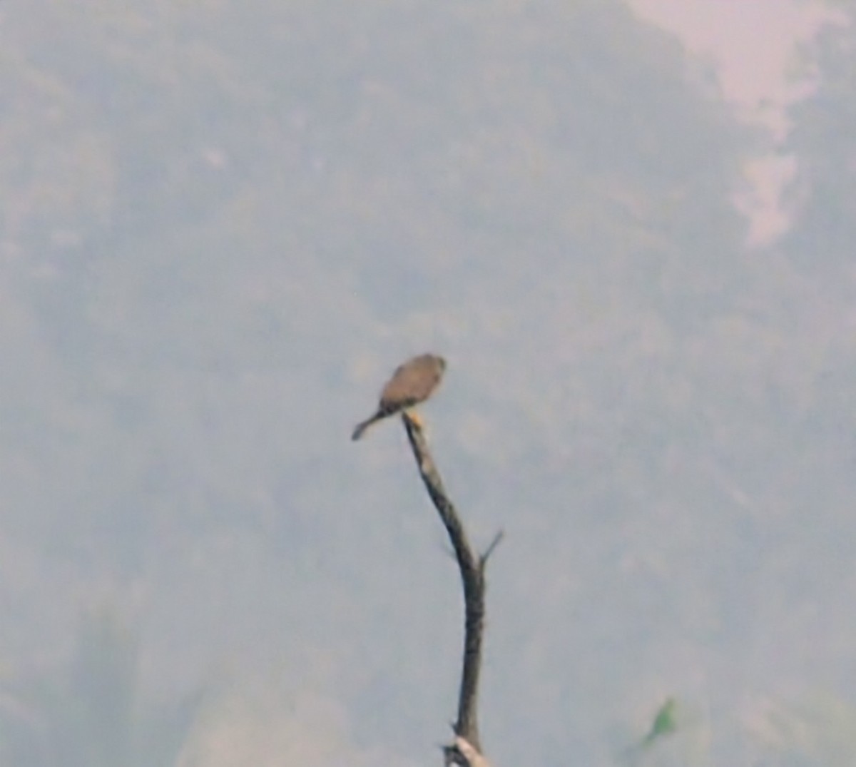 チョウゲンボウ - ML645825221