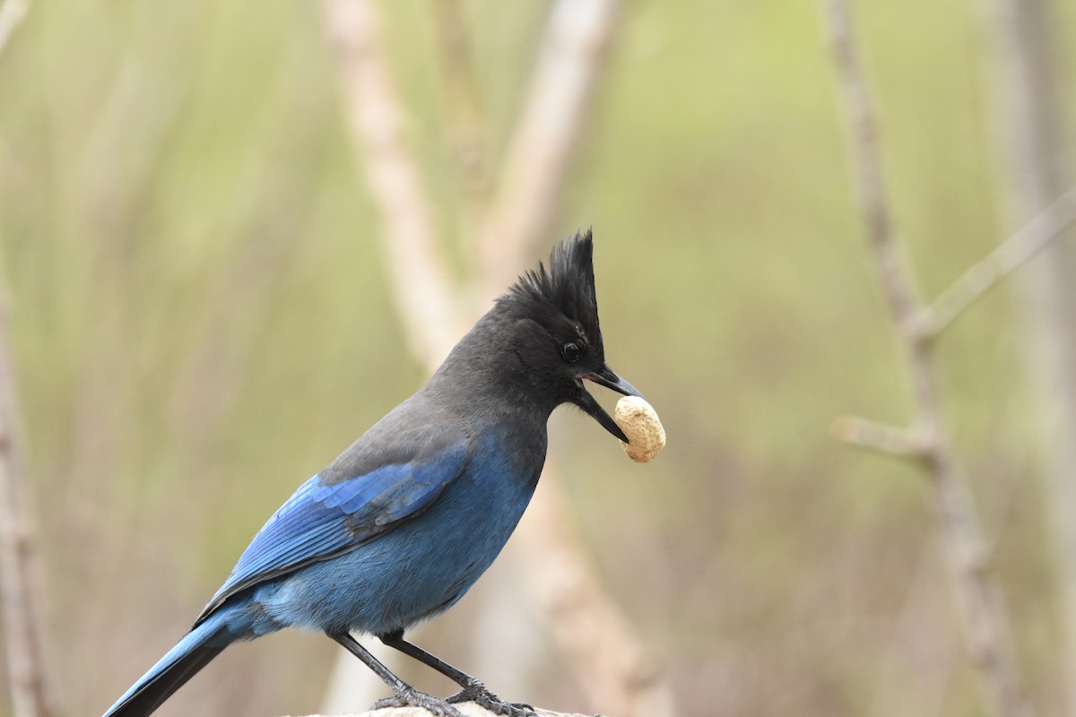 ステラーカケス - ML645825222