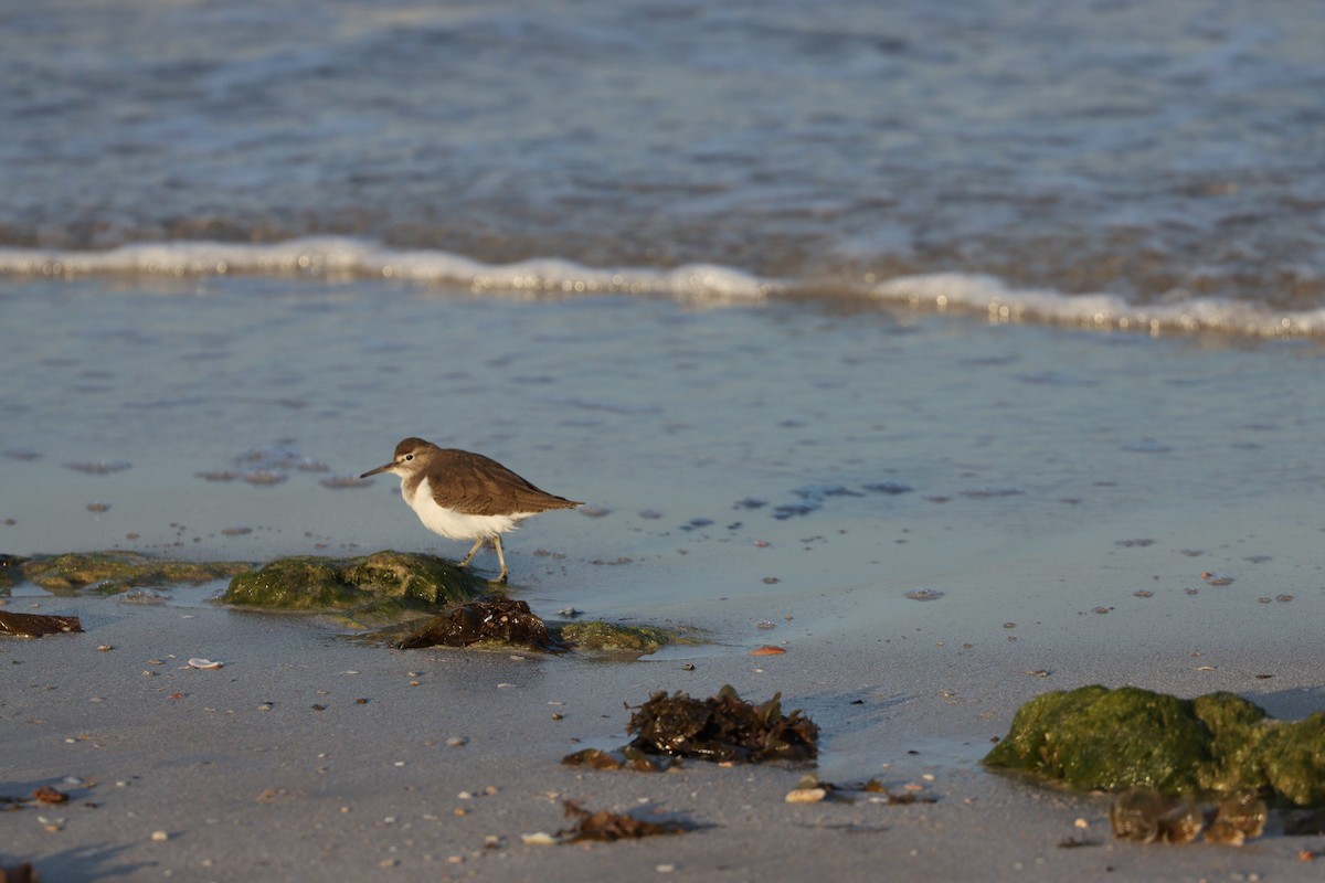 イソシギ - ML645825223