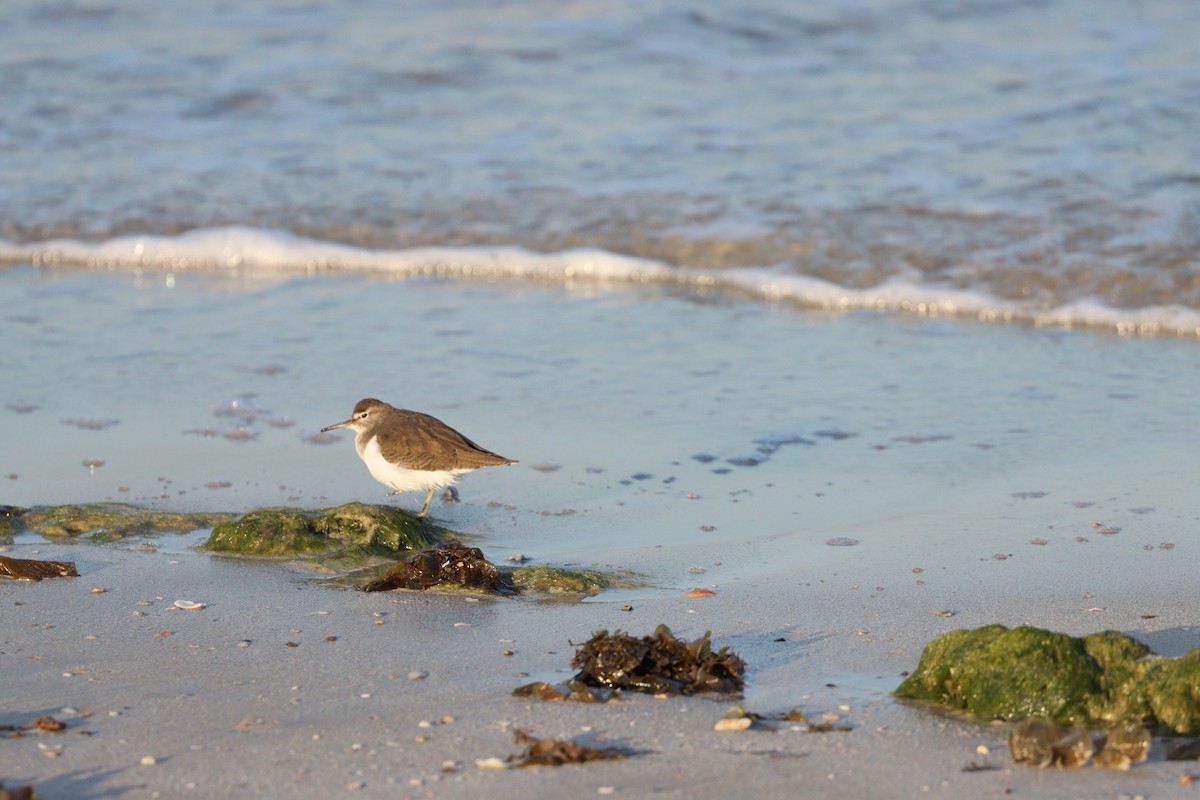 イソシギ - ML645825224