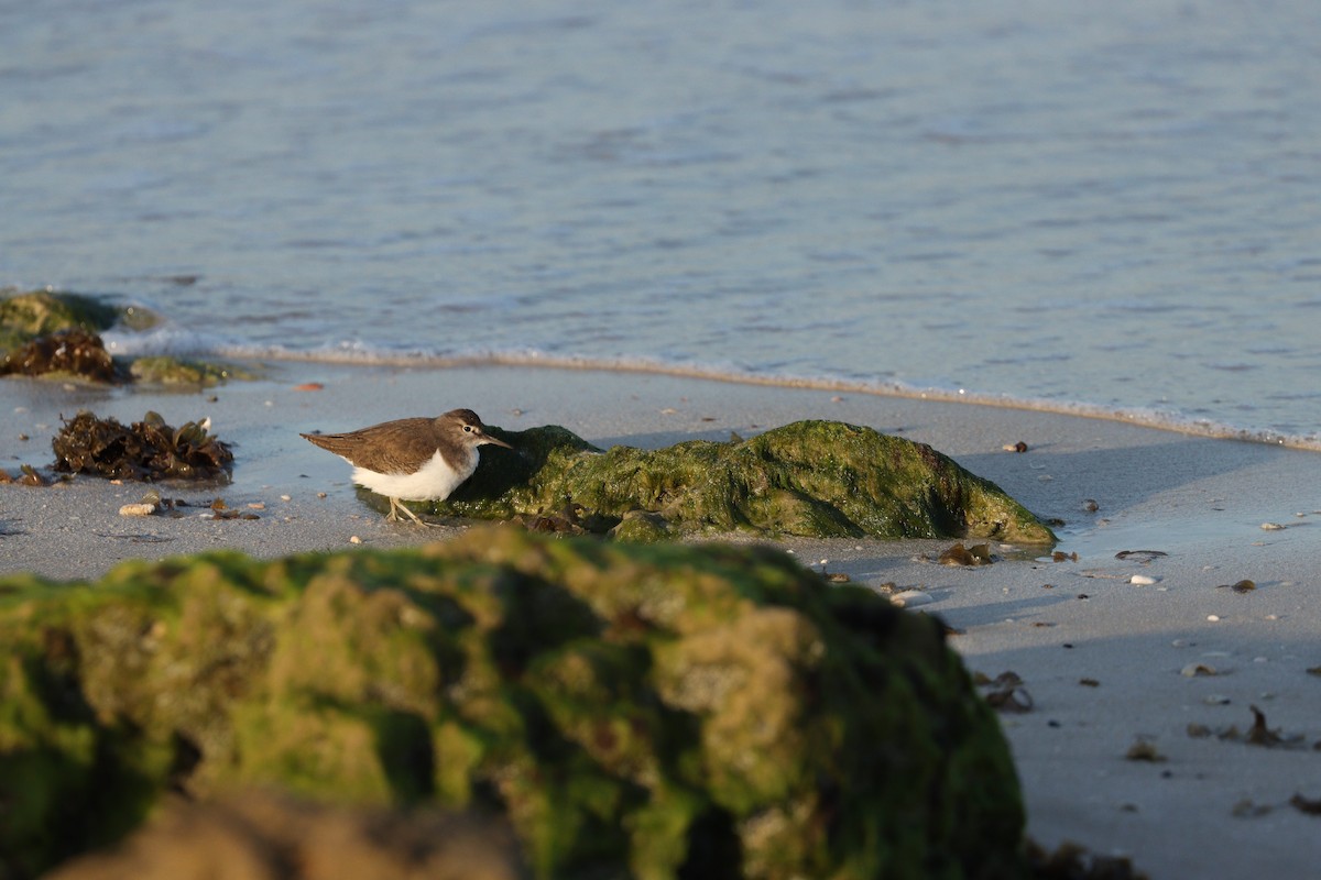 イソシギ - ML645825225