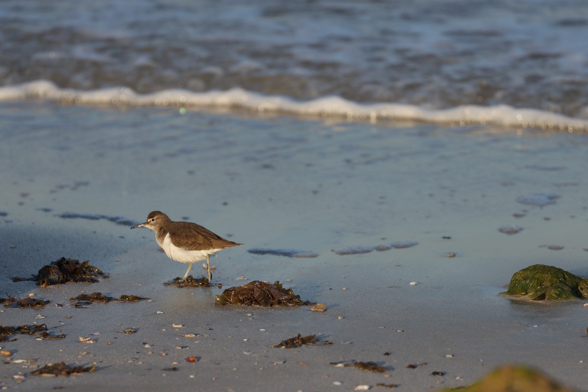 イソシギ - ML645825226