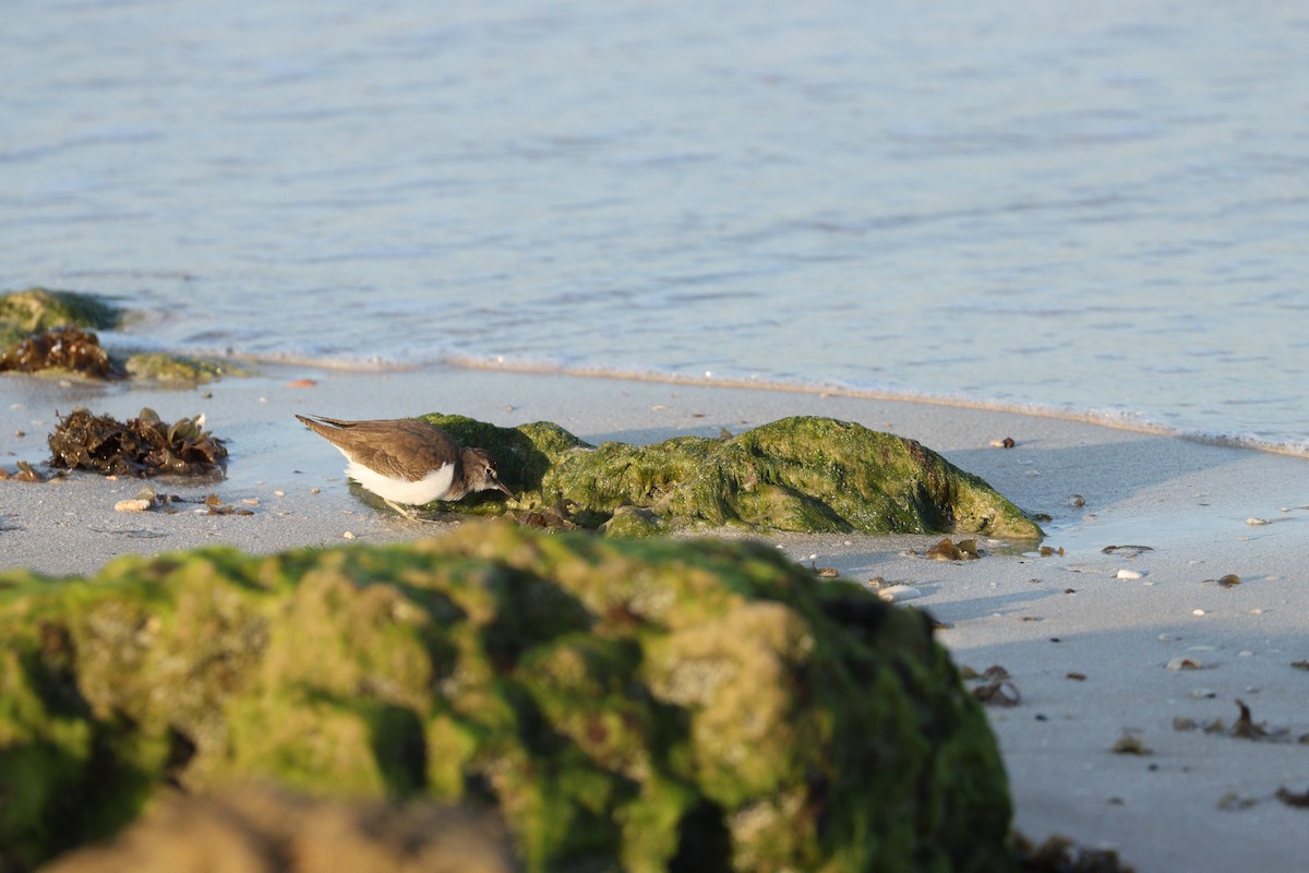 イソシギ - ML645825228