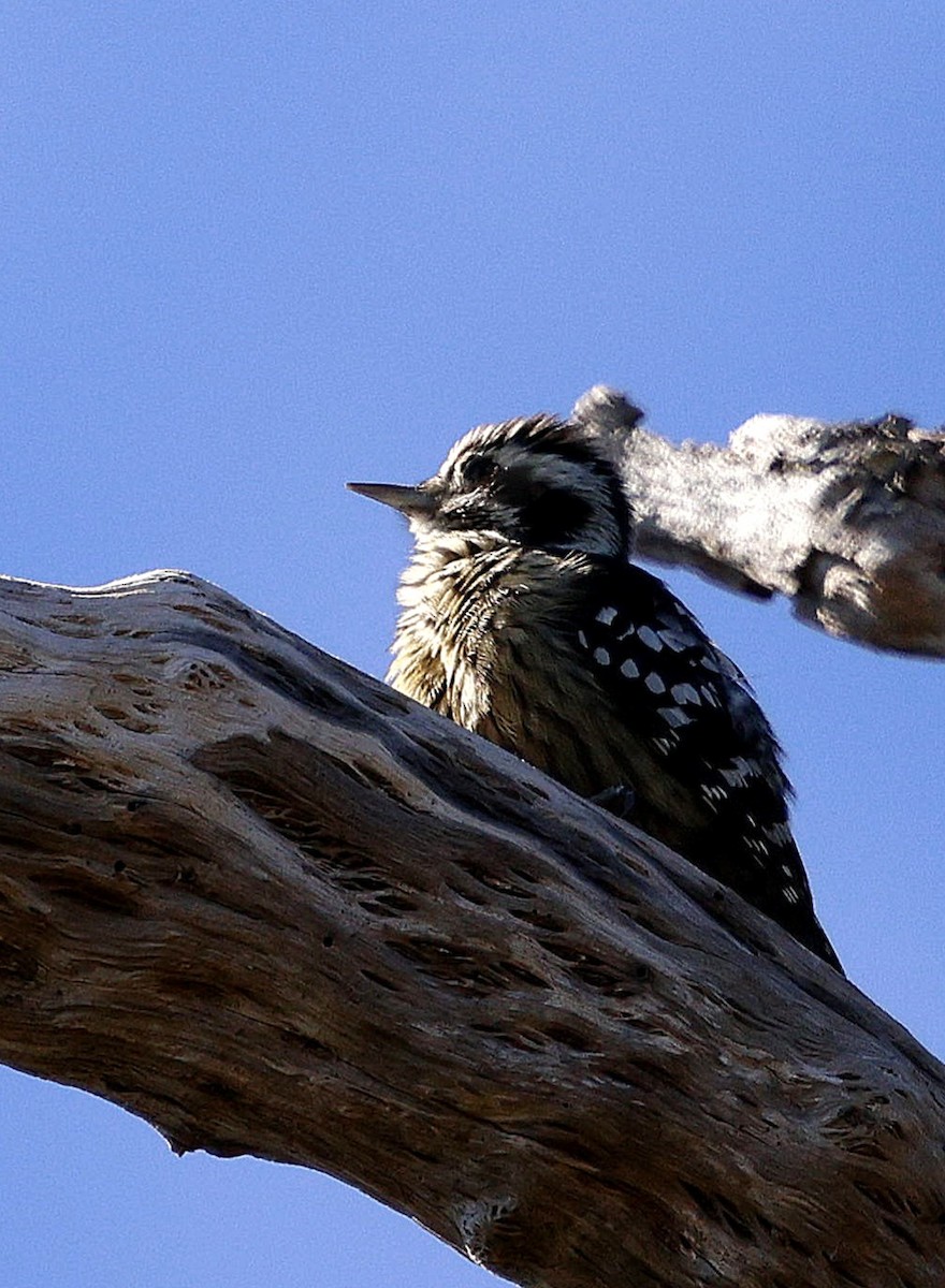 ムナフアカゲラ - ML645825230