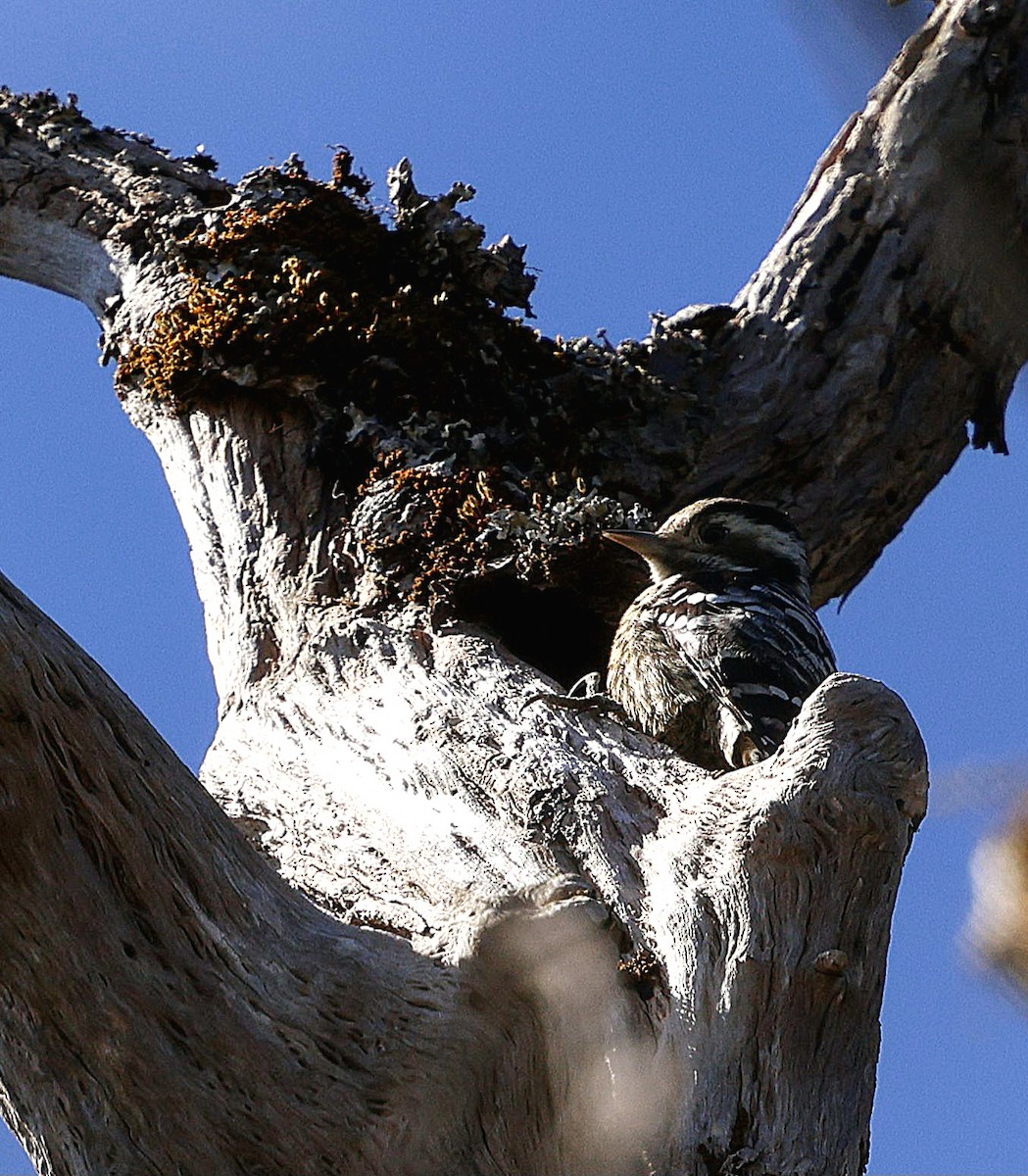 ムナフアカゲラ - ML645825231