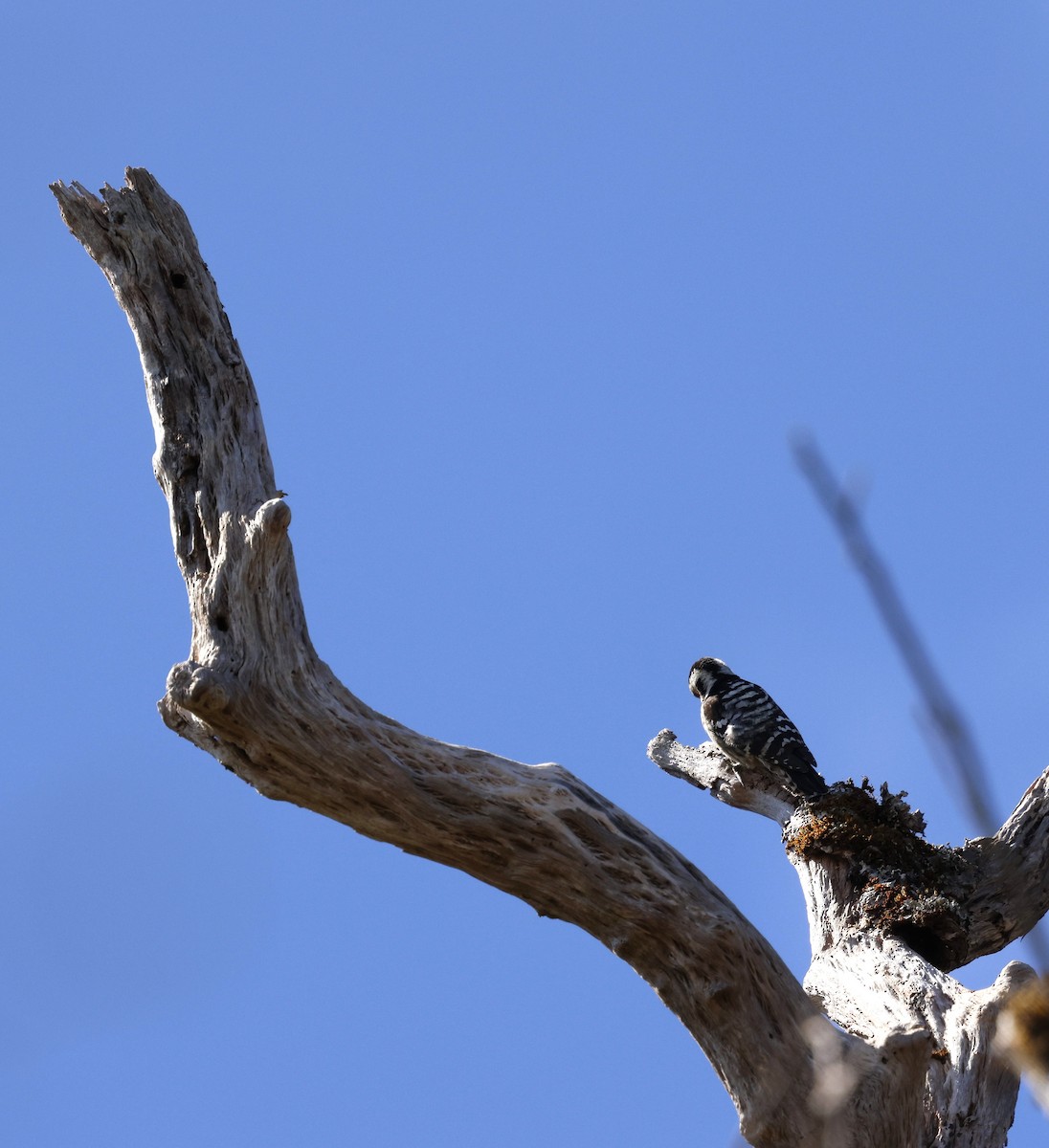 ムナフアカゲラ - ML645825232