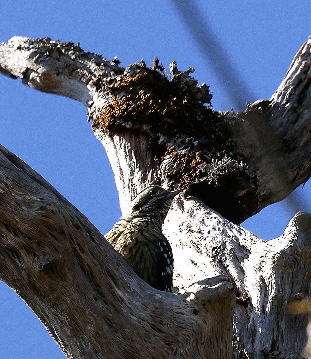 ムナフアカゲラ - ML645825233