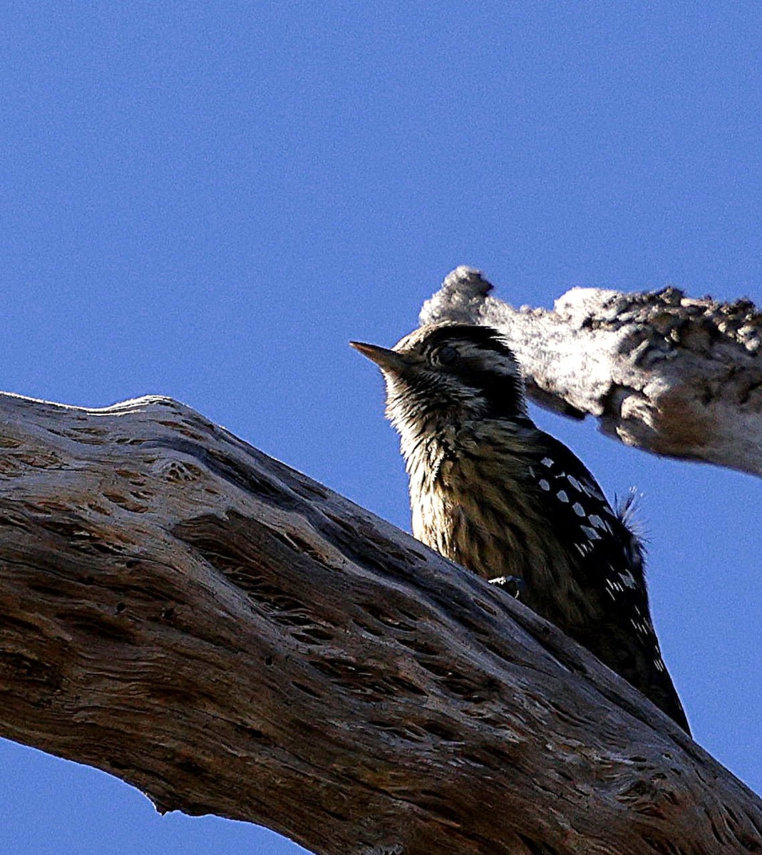 ムナフアカゲラ - ML645825234