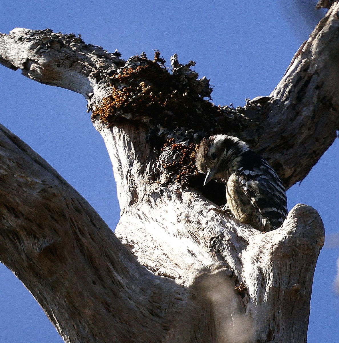 ムナフアカゲラ - ML645825235