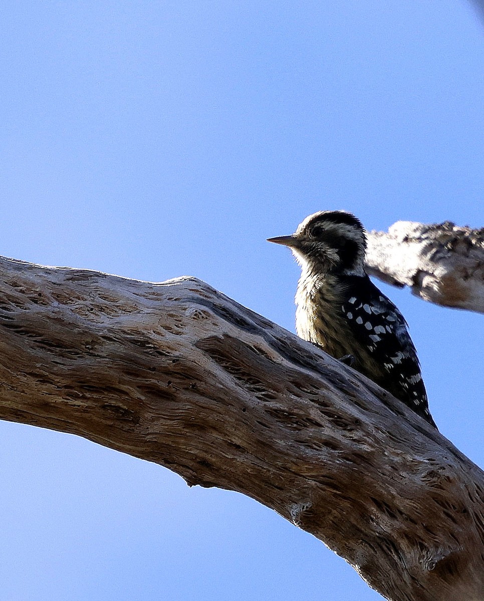 ムナフアカゲラ - ML645825236