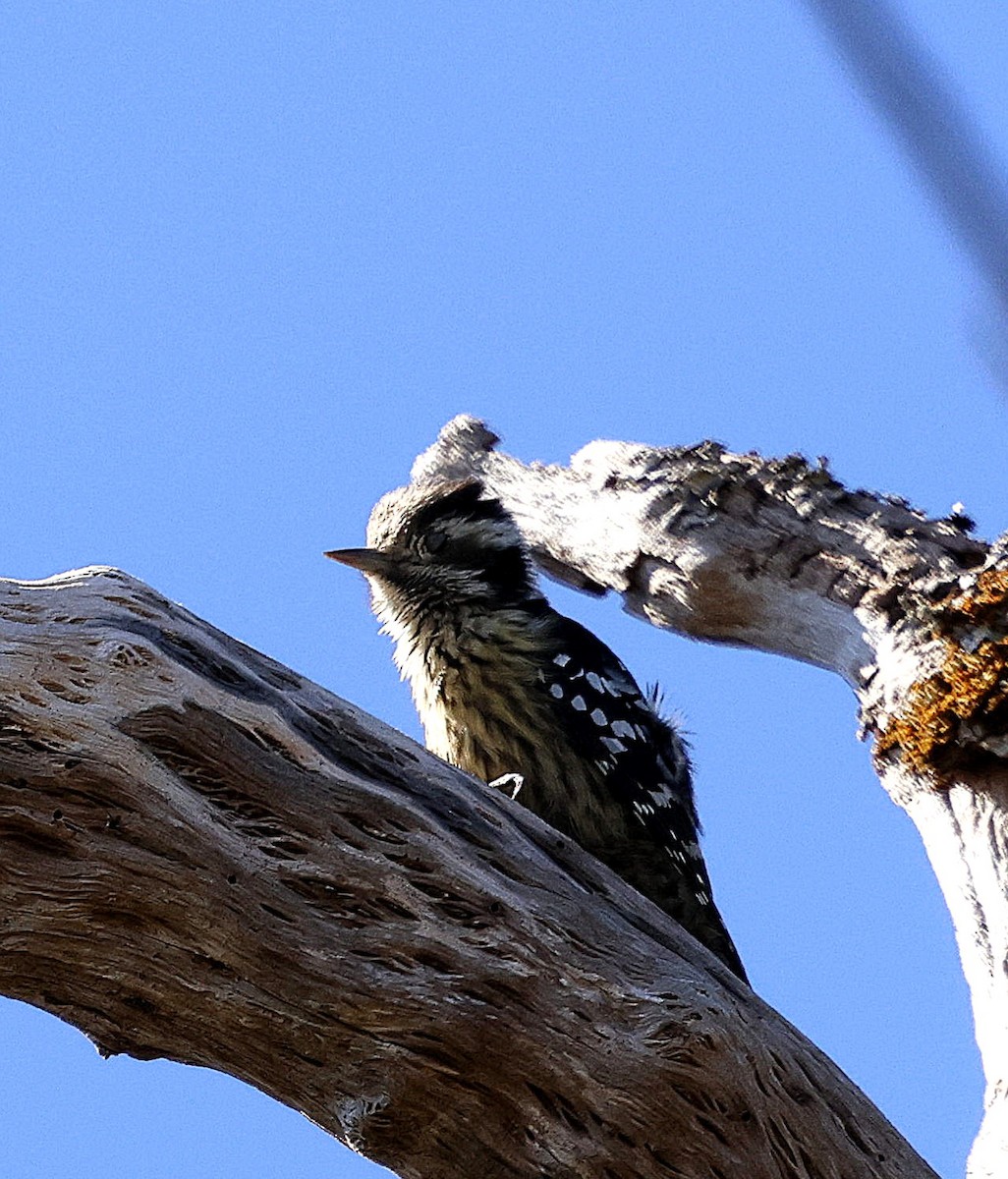 ムナフアカゲラ - ML645825237