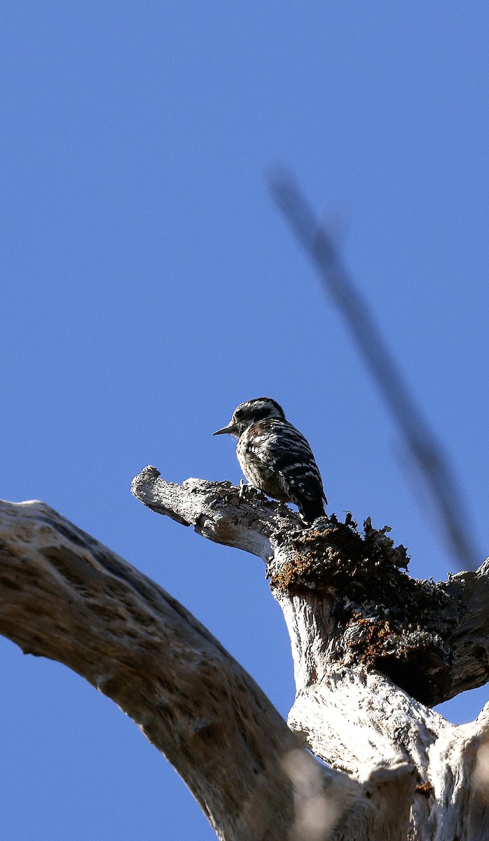 ムナフアカゲラ - ML645825238