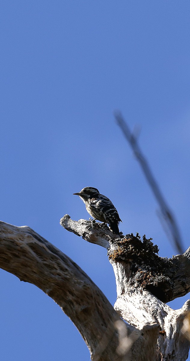 ムナフアカゲラ - ML645825239