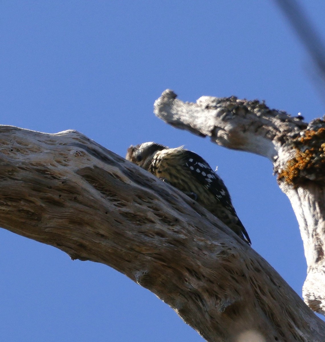 ムナフアカゲラ - ML645825240