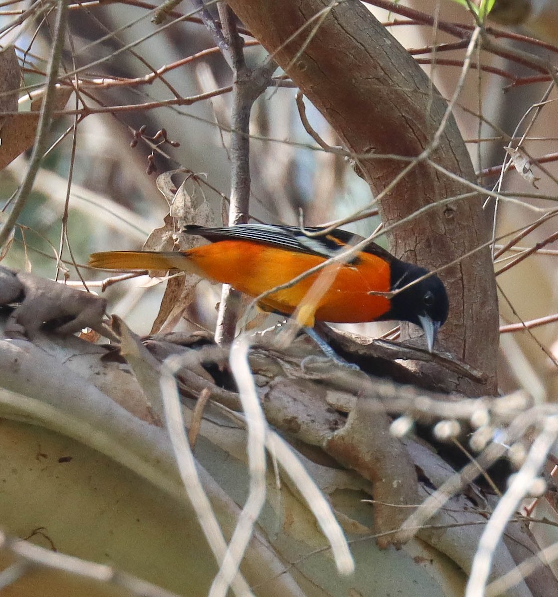 Балтиморский трупиал - ML645825241