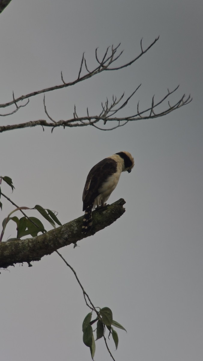 ワライハヤブサ - ML645825242