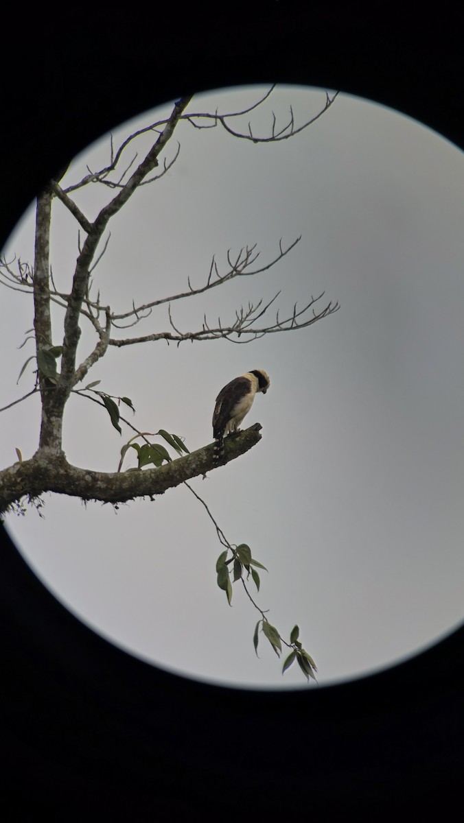 ワライハヤブサ - ML645825243