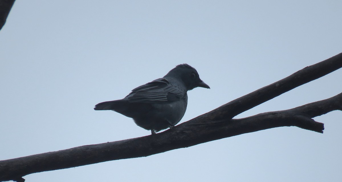 サフルセミサンショウクイ - ML645825244