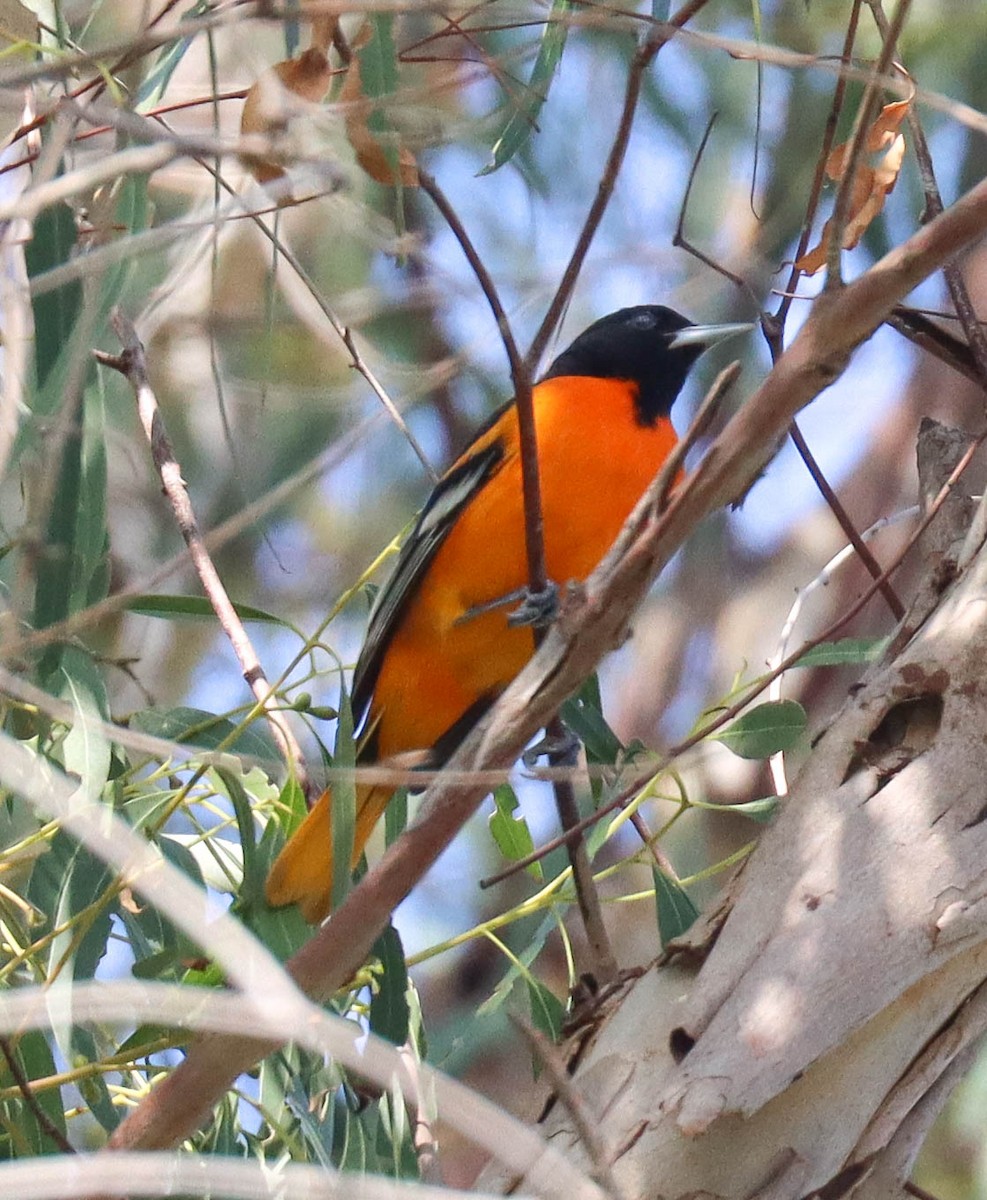 Балтиморский трупиал - ML645825245