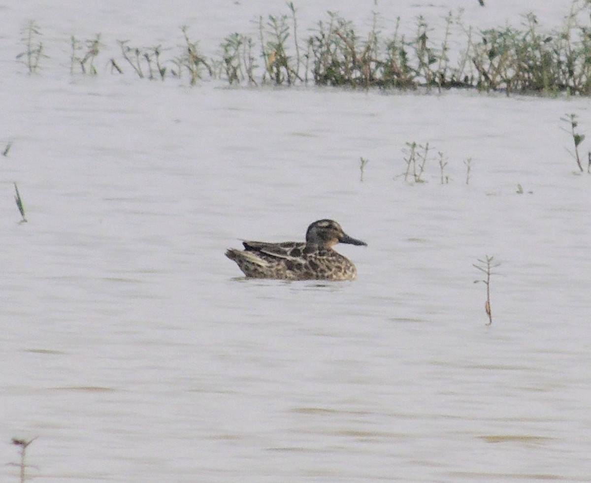 シマアジ - ML645825246