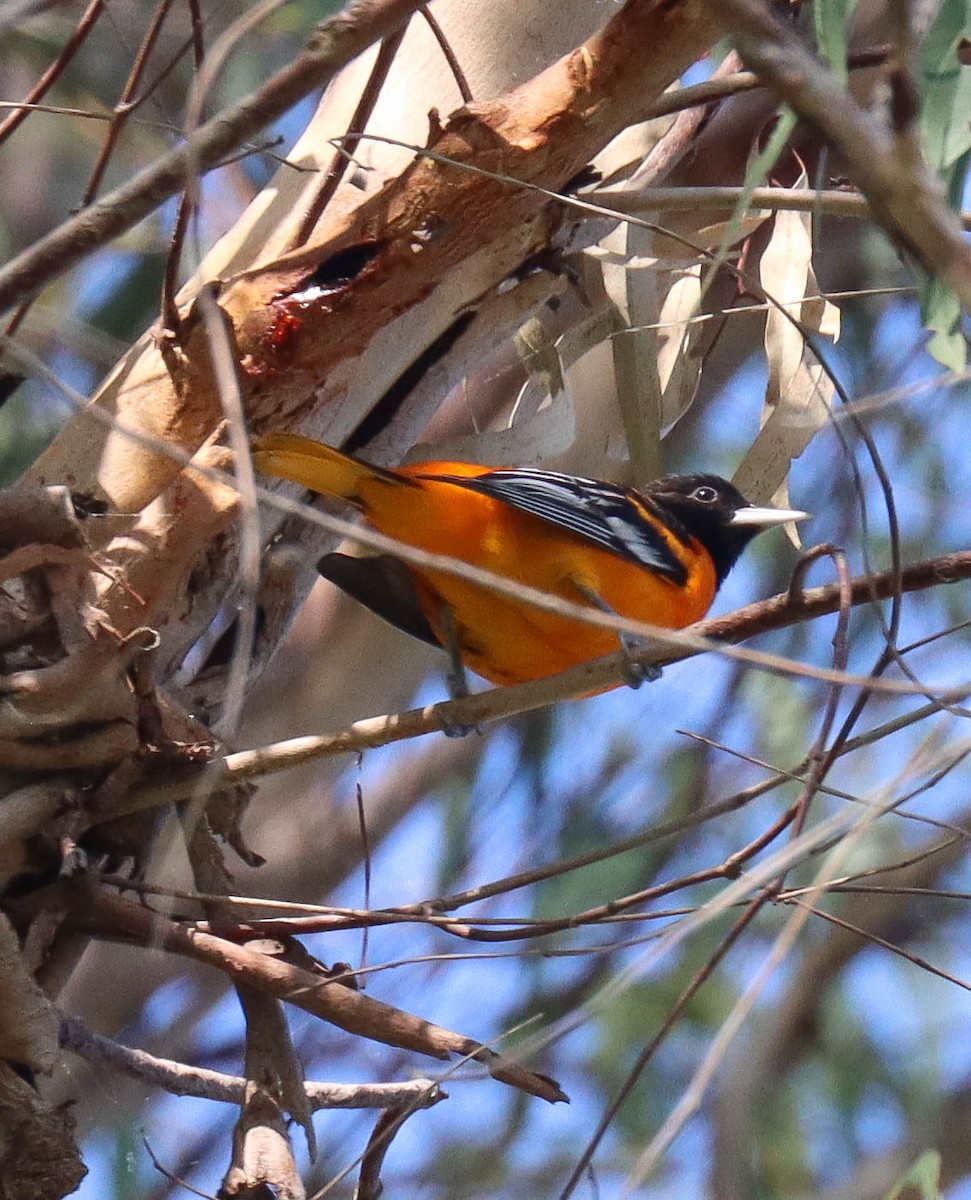 Балтиморский трупиал - ML645825247