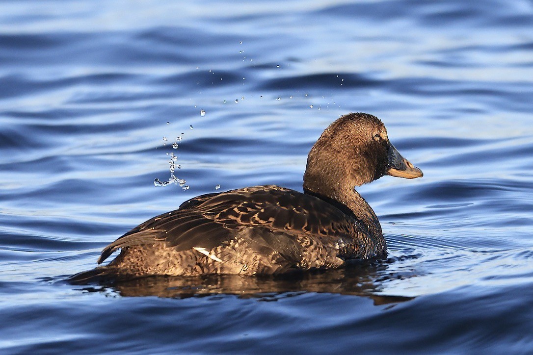 Common Eider - ML645825248
