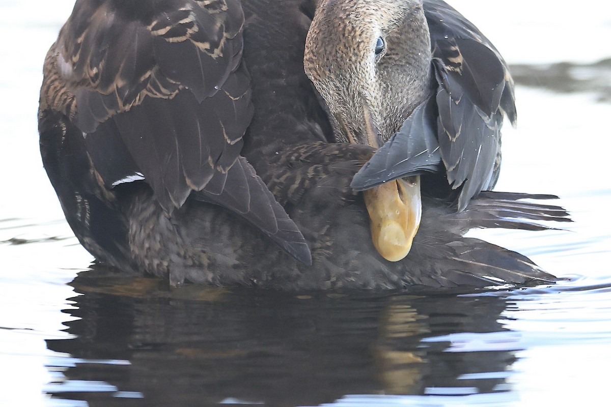 Common Eider - ML645825249