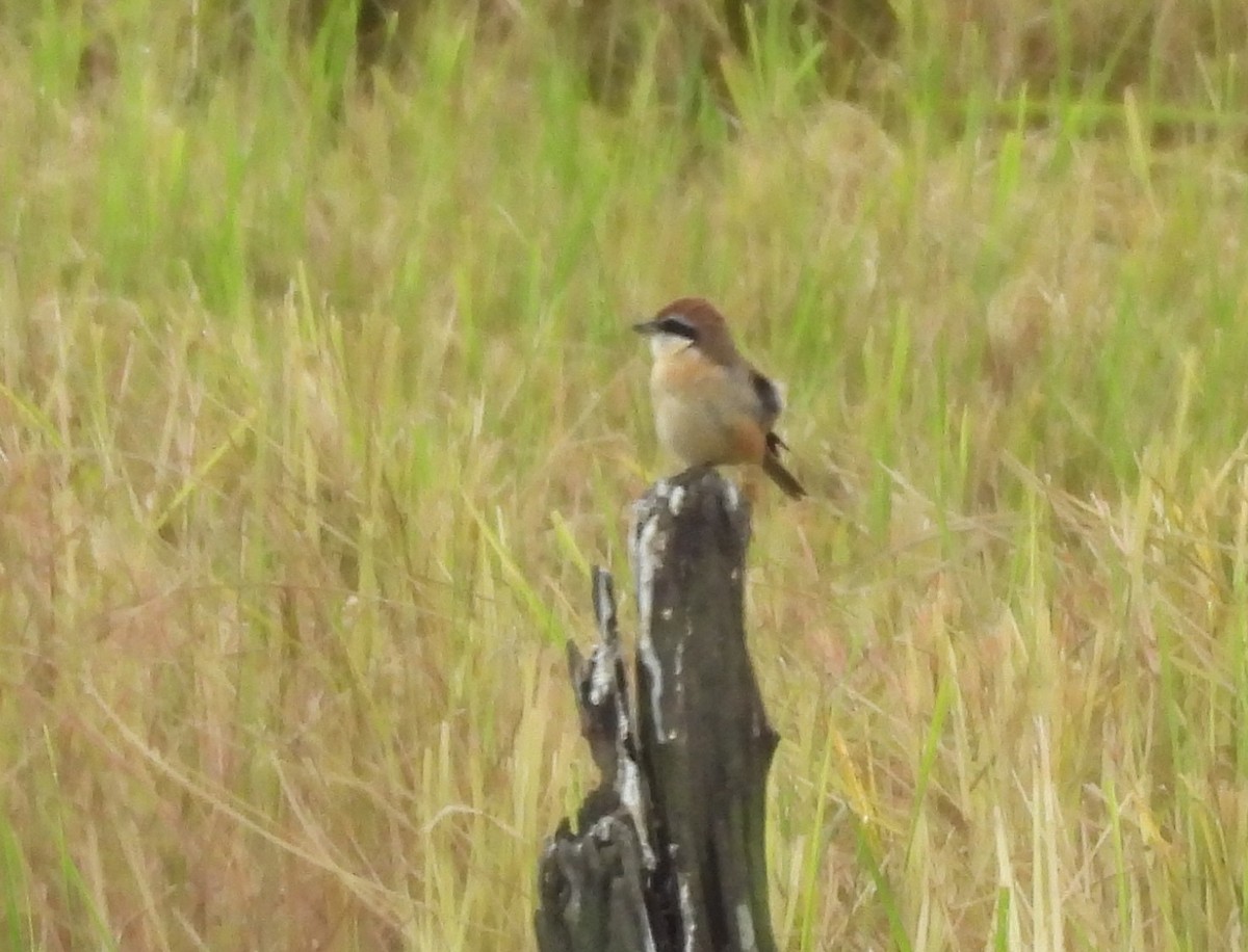 アカモズ - ML645825250