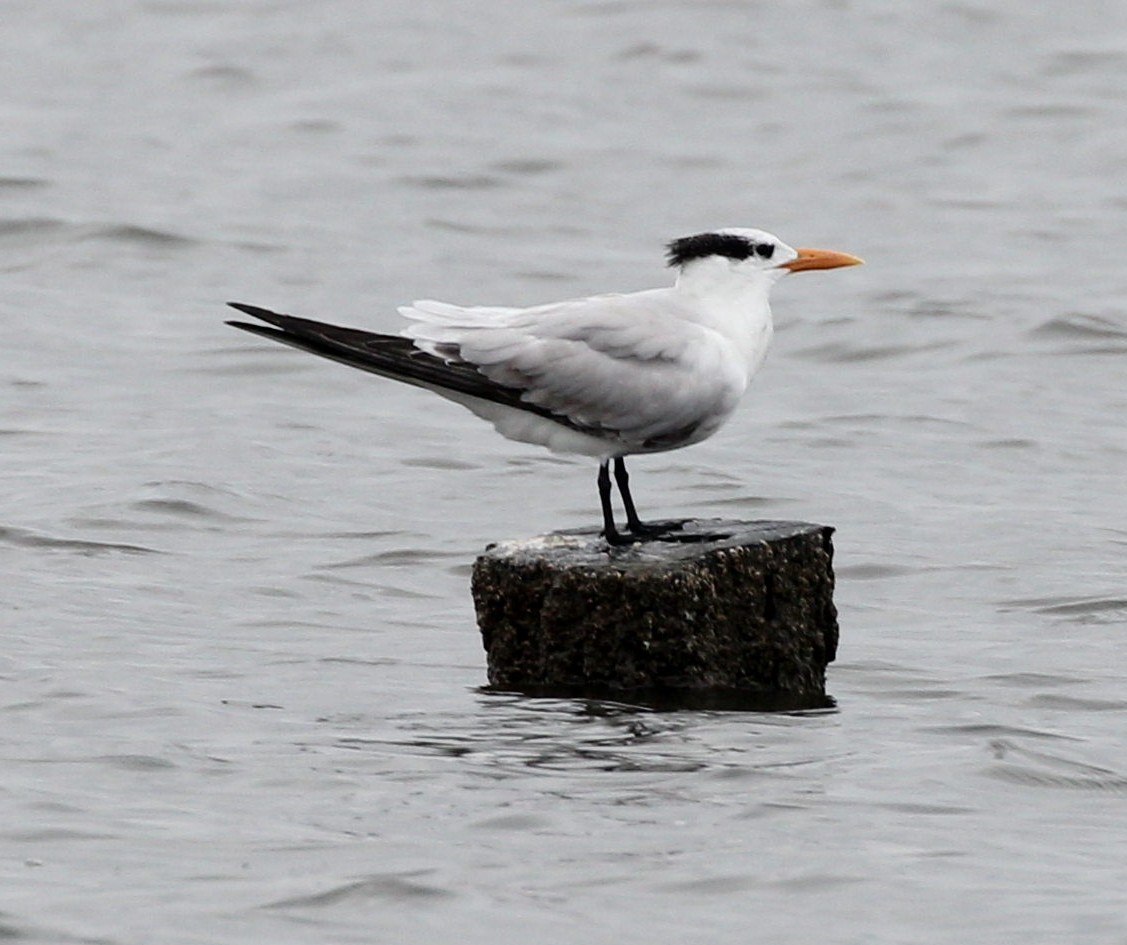 アメリカオオアジサシ - ML645825251