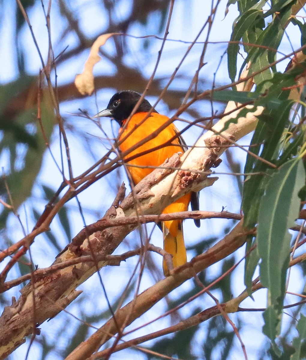 Балтиморский трупиал - ML645825252