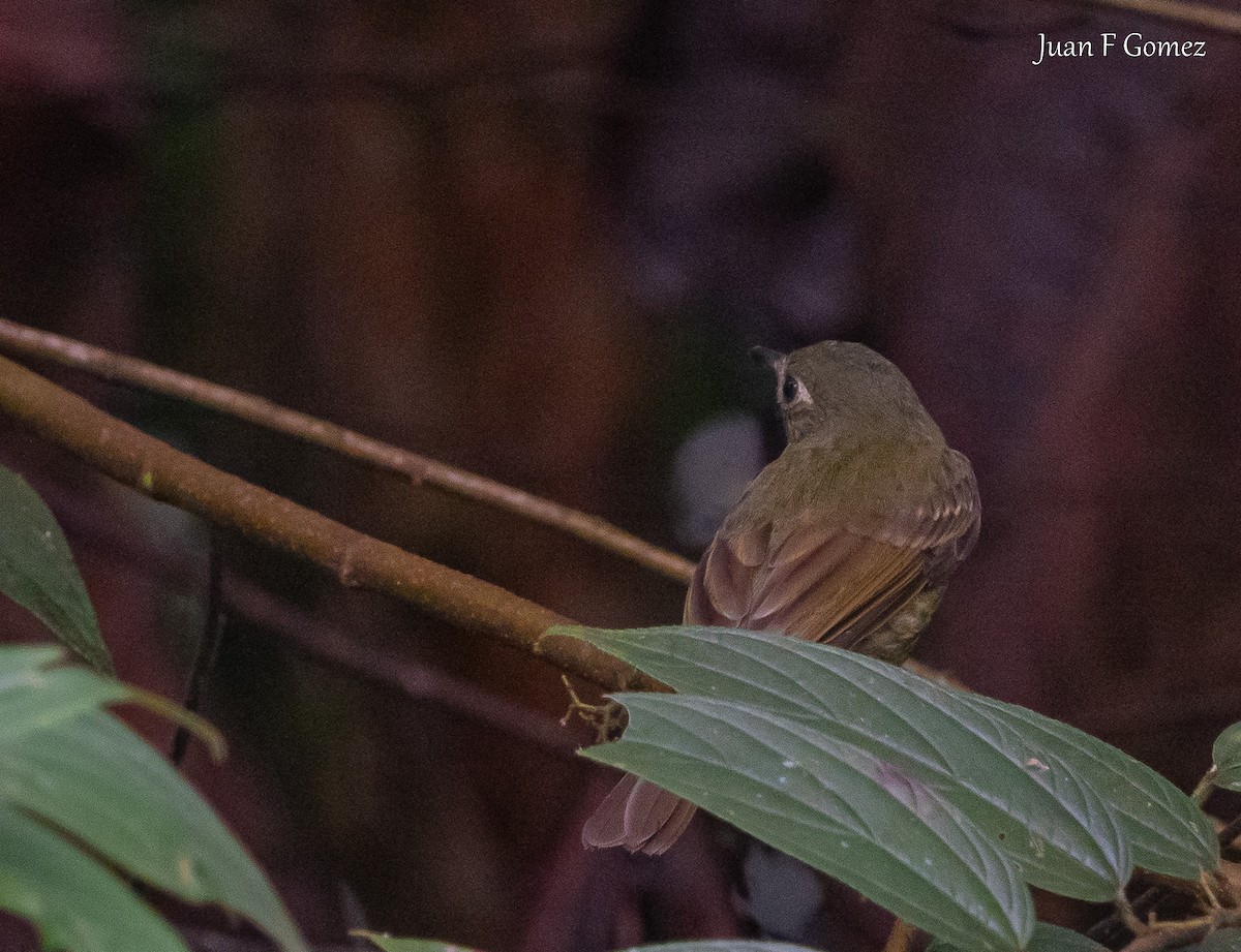 Pacific Flatbill - ML645825253