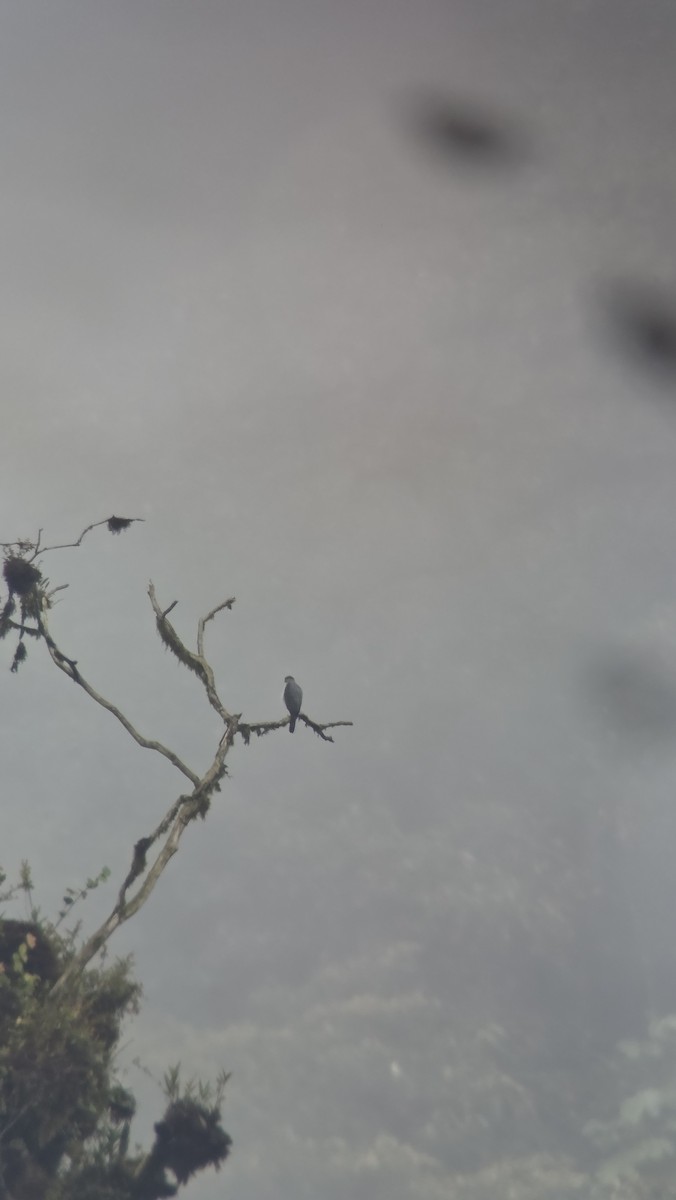 rødbuksehauk (bicolor/fidens) - ML645825254