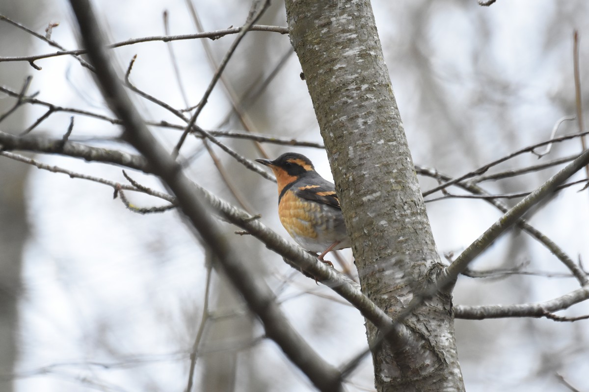 Varied Thrush - ML645825255