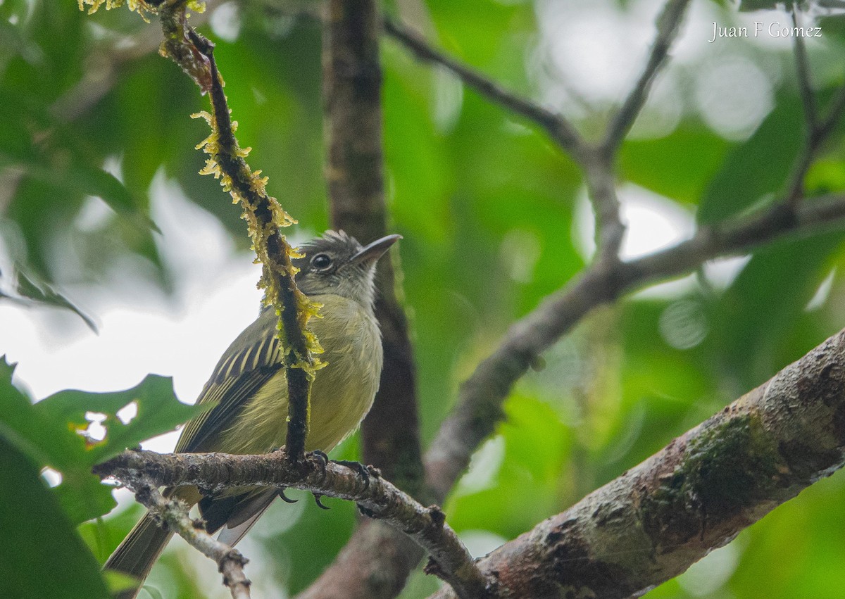 Yellow-winged Flatbill - ML645825261
