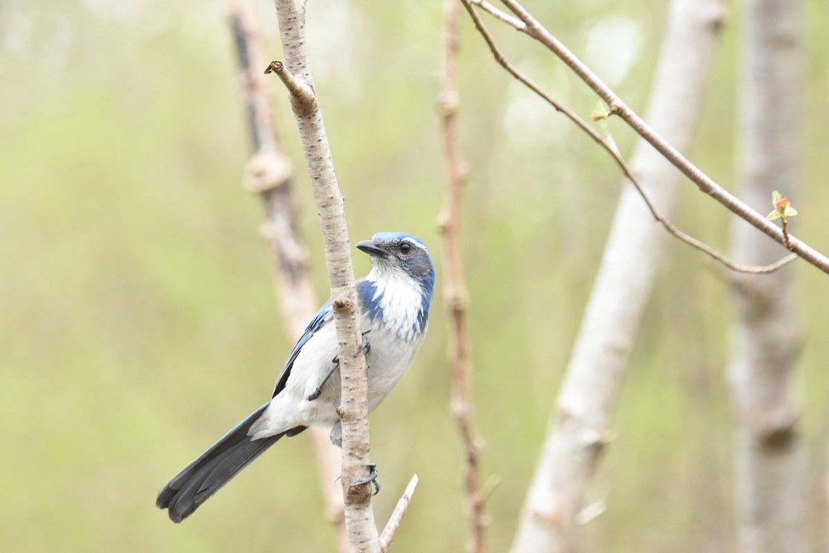 California Scrub-Jay - ML645825262