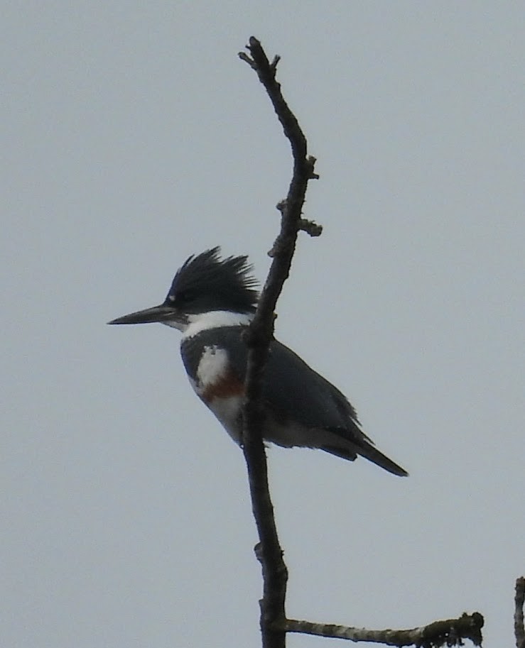Belted Kingfisher - ML645825263
