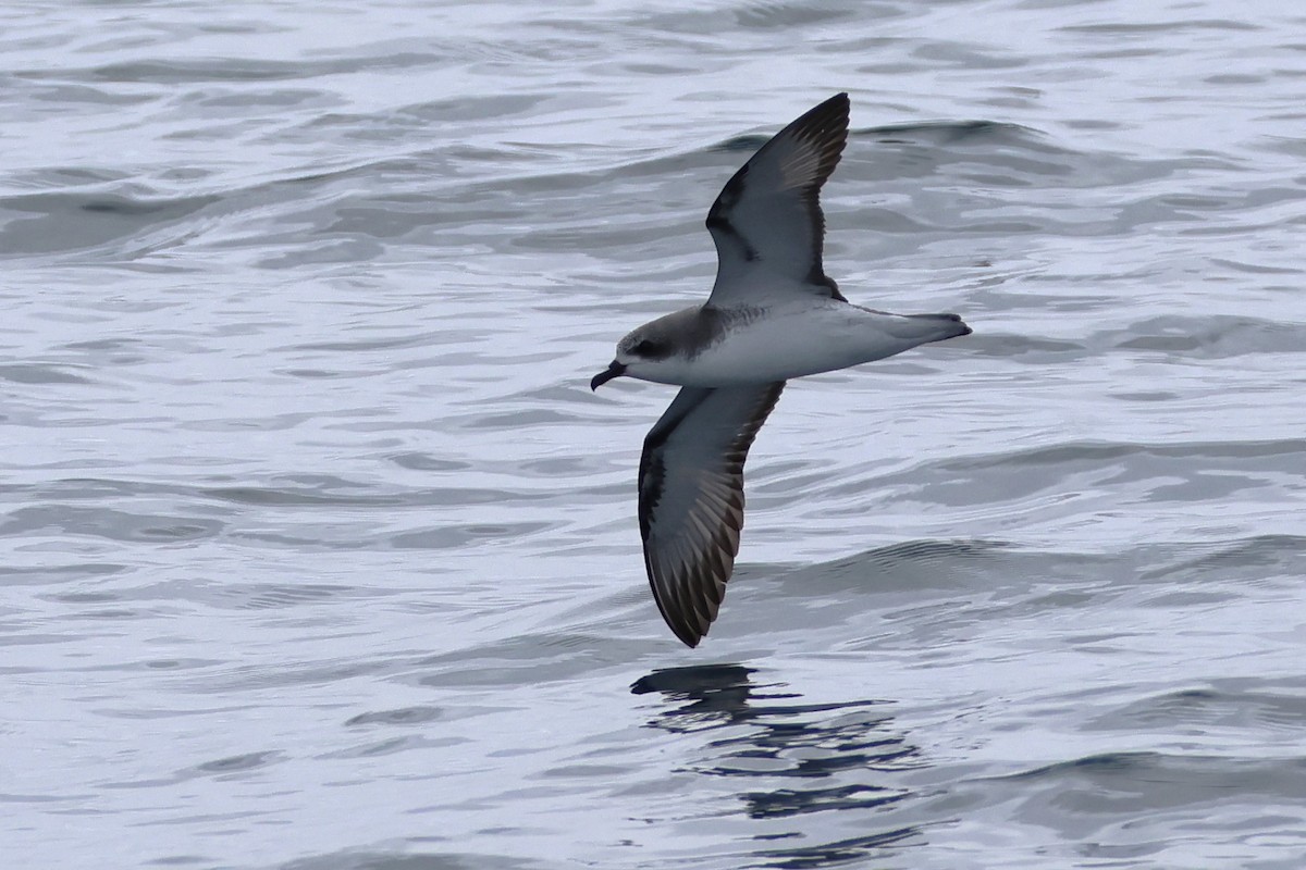Cook's Petrel - ML645825265