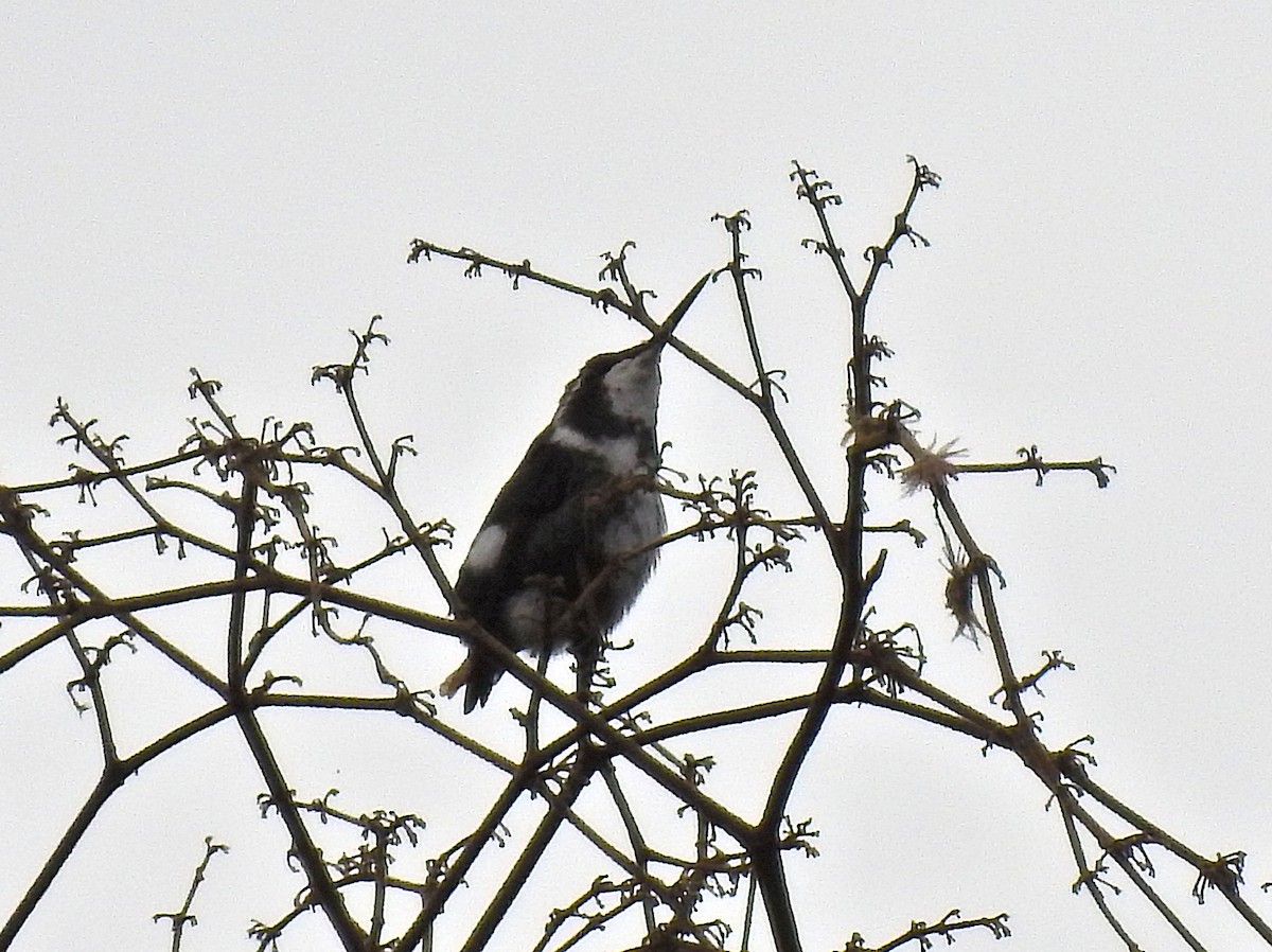 hvitbukkolibri - ML645825266