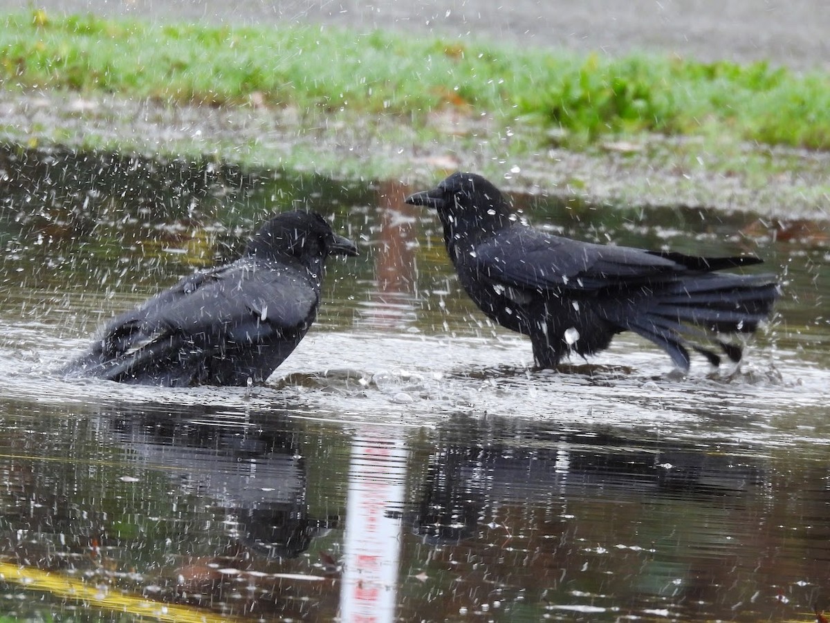 American Crow - ML645825267