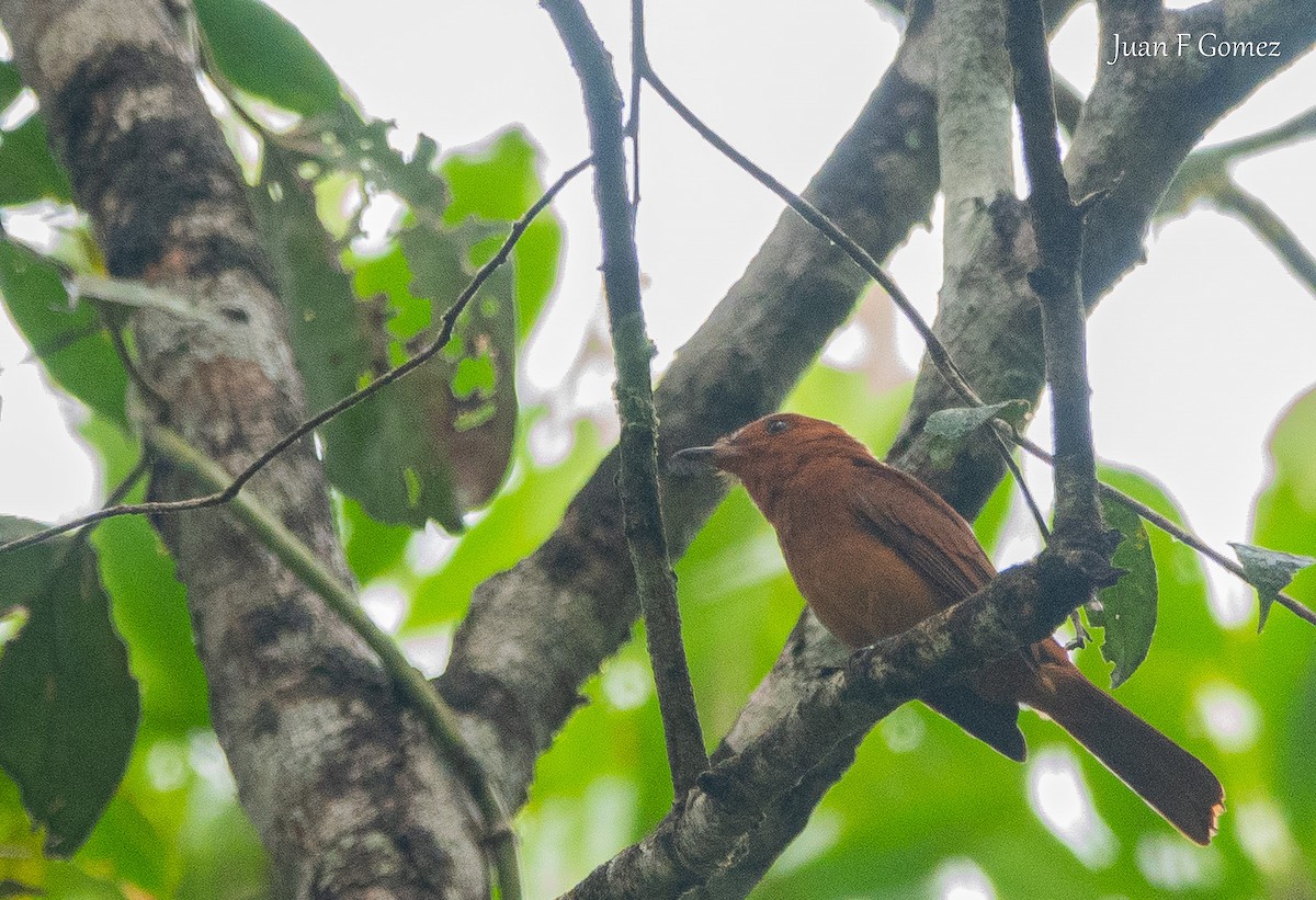 Rufous Mourner - ML645825268