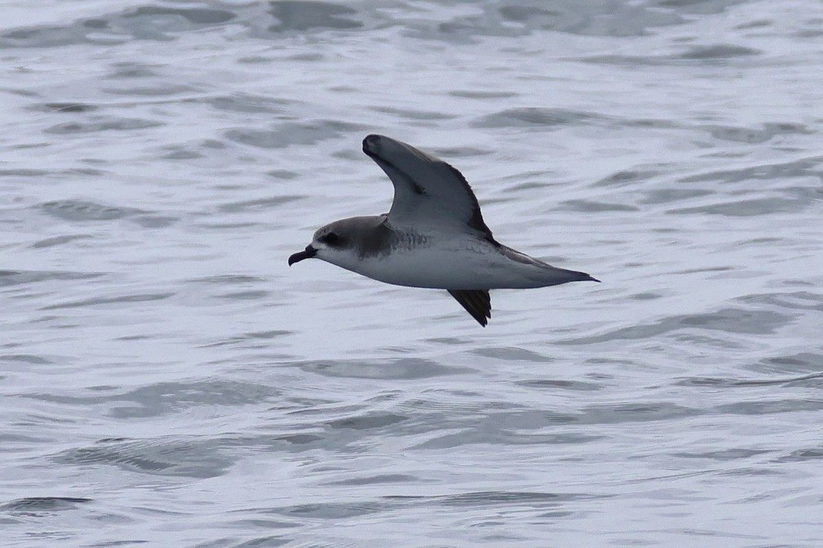 Cook's Petrel - ML645825271