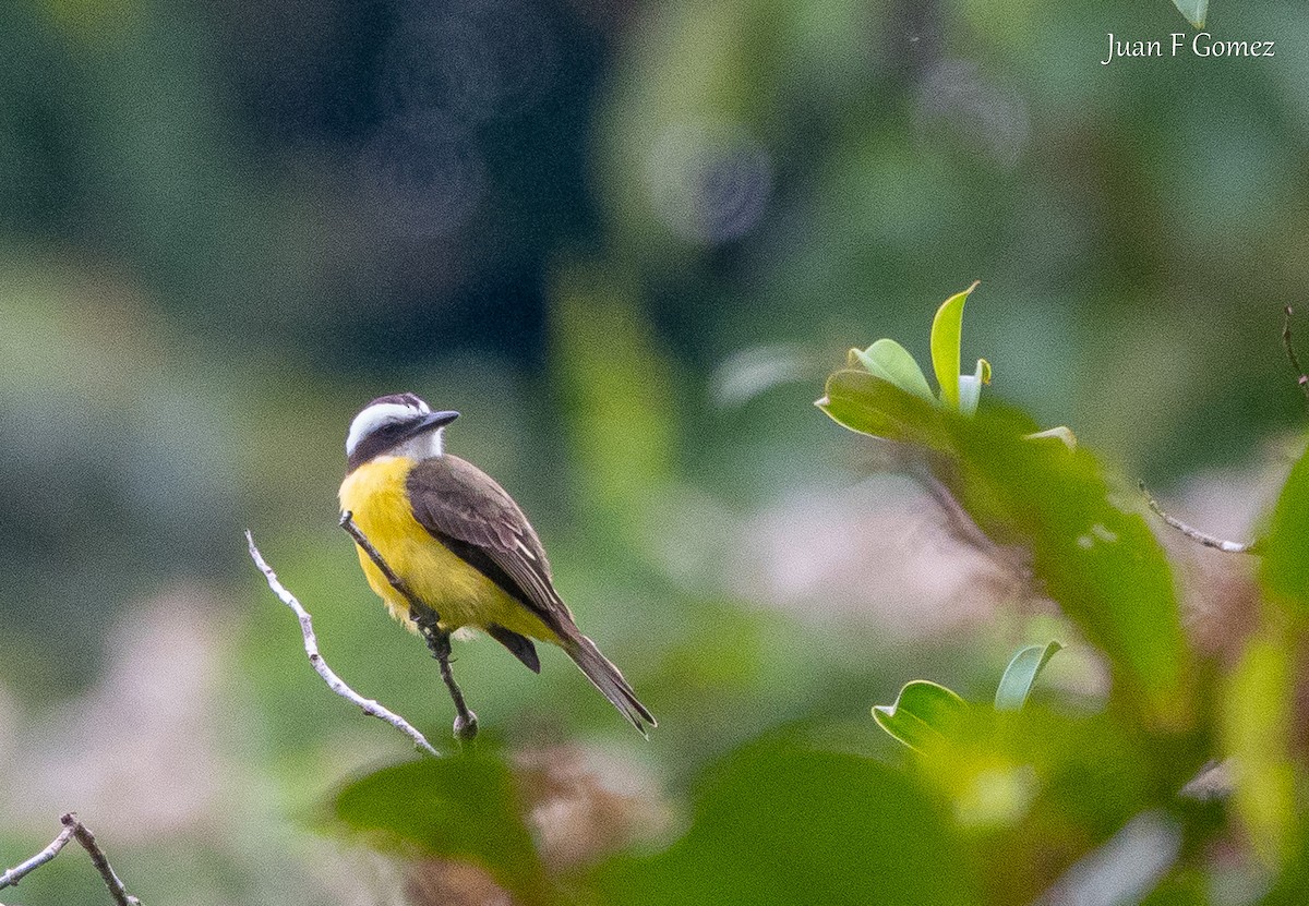 White-ringed Flycatcher - ML645825272