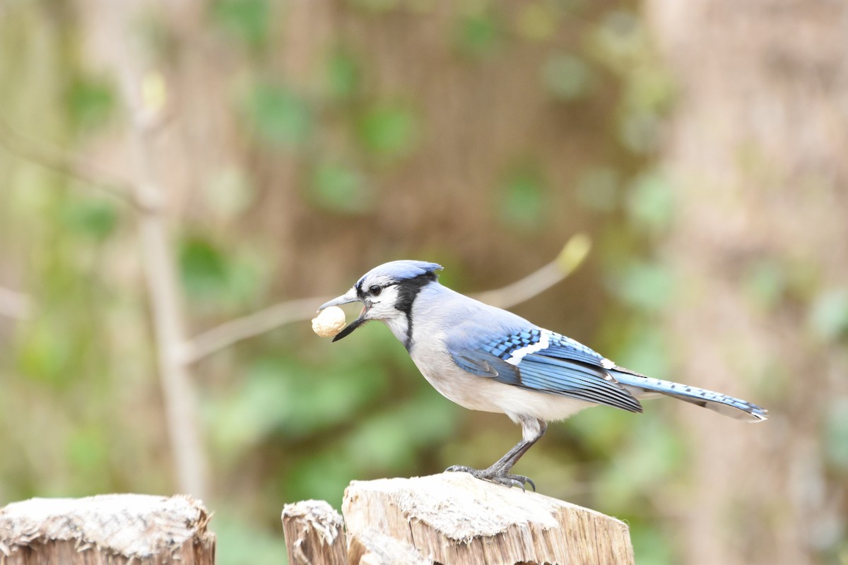 Blue Jay - ML645825274
