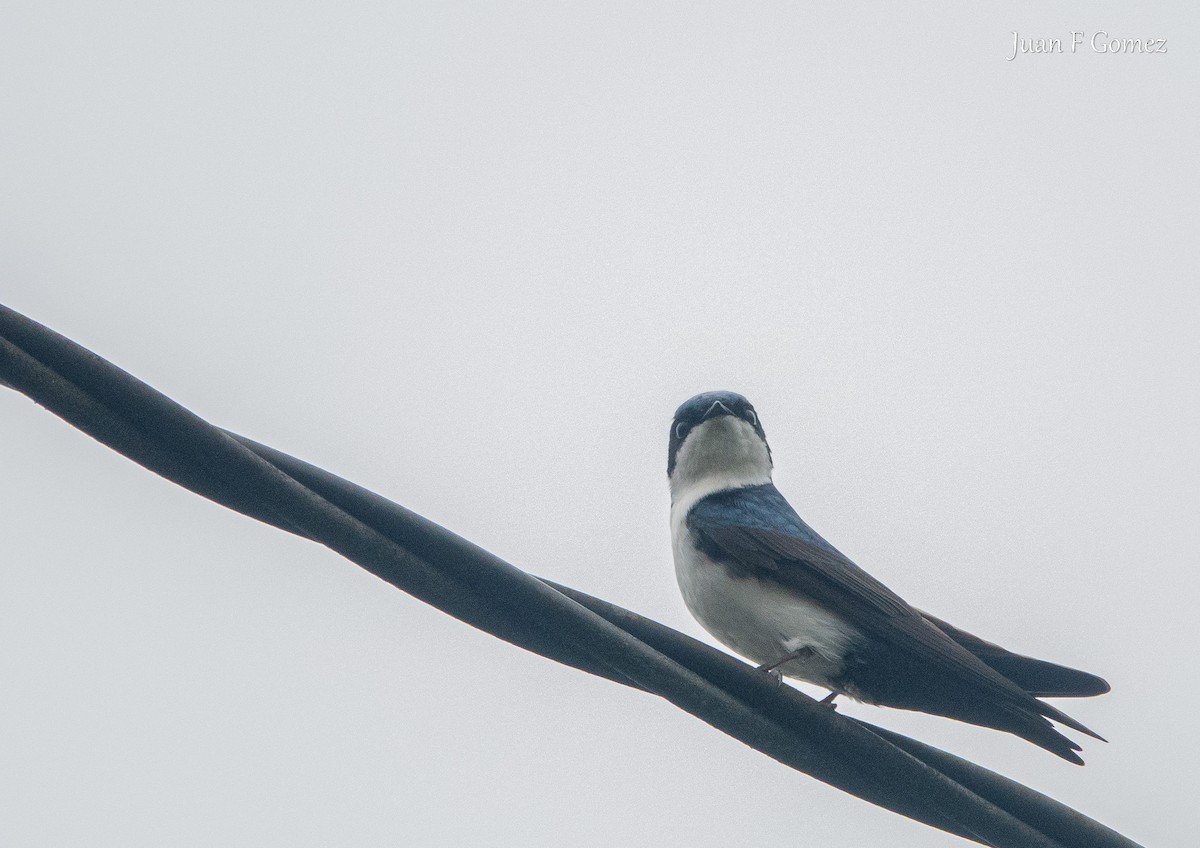 Blue-and-white Swallow - ML645825284