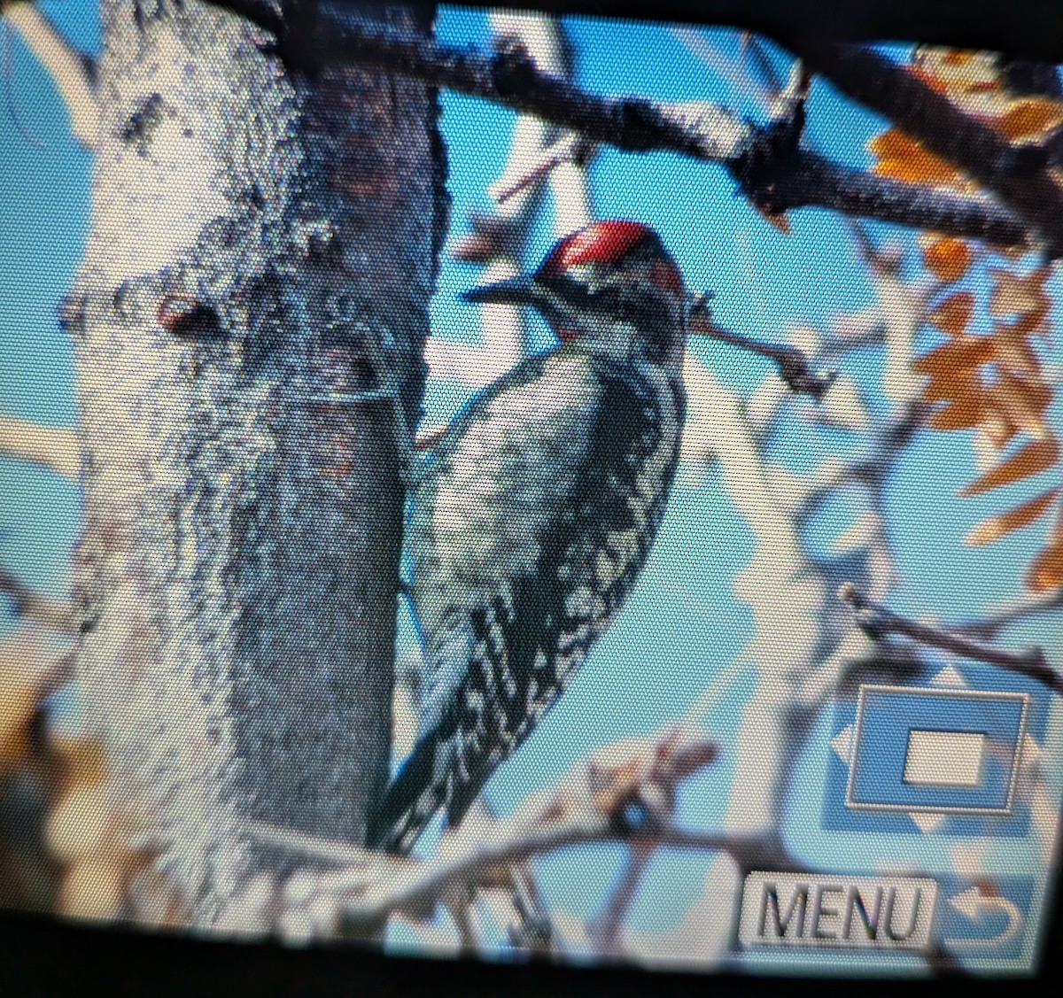 Red-naped Sapsucker - ML645825304